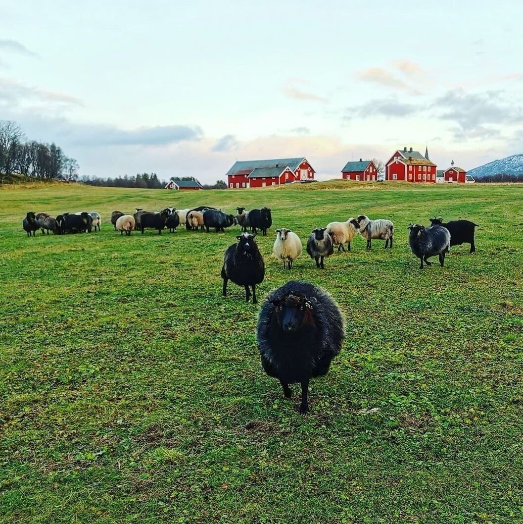 A rural landscape with a herd of sheep in a field, red barns in the background, and a cloudy sky.