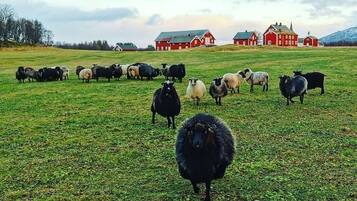 A rural landscape with a herd of sheep in a field, red barns in the background, and a cloudy sky.