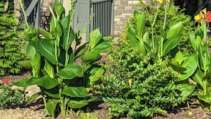 Um pequeno edifício de pedra com porta verde e janela, rodeado por vegetação exuberante e plantas.