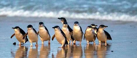 Playa en los alrededores, camastros y toallas de playa