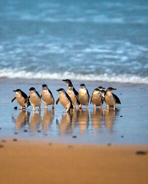 靠近海滩、沙滩椅、沙滩毛巾