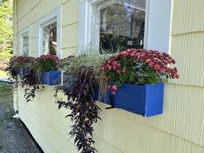 Beautiful building with lush window boxes featuring a variety of plants.