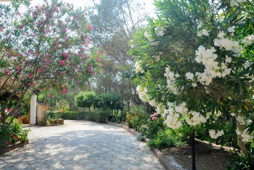 A paved garden pathway surrounded by lush greenery and flowering plants.