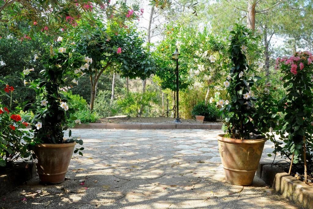 A paved garden pathway with potted plants on either side, surrounded by lush greenery and trees.