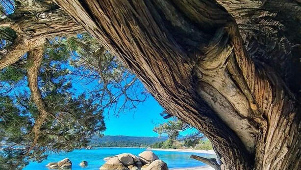 Una playa con rocas grandes y un tronco de árbol.