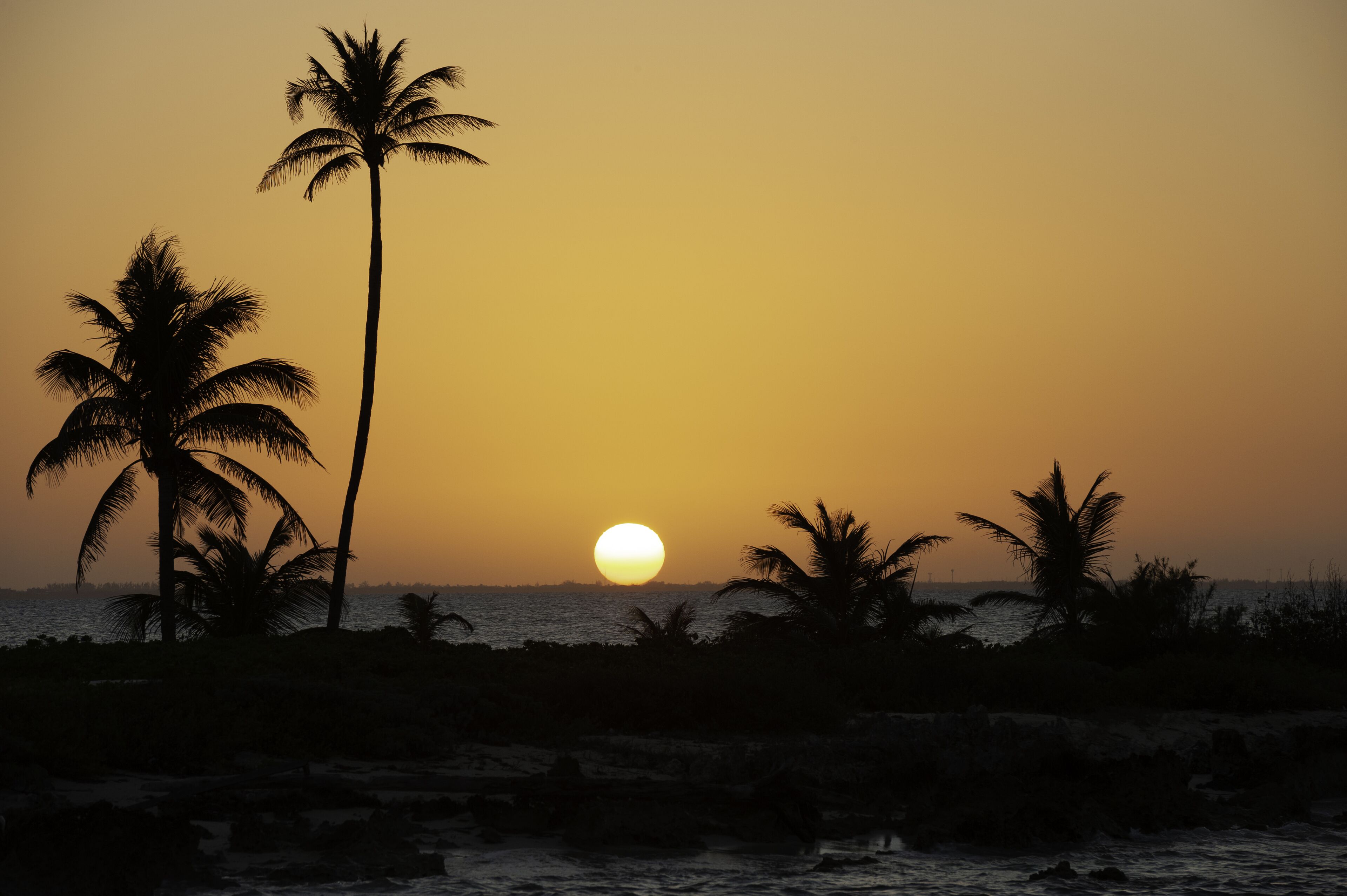 Un coucher de soleil sur une plage, avec des palmiers se découpant en silhouette sur le ciel.