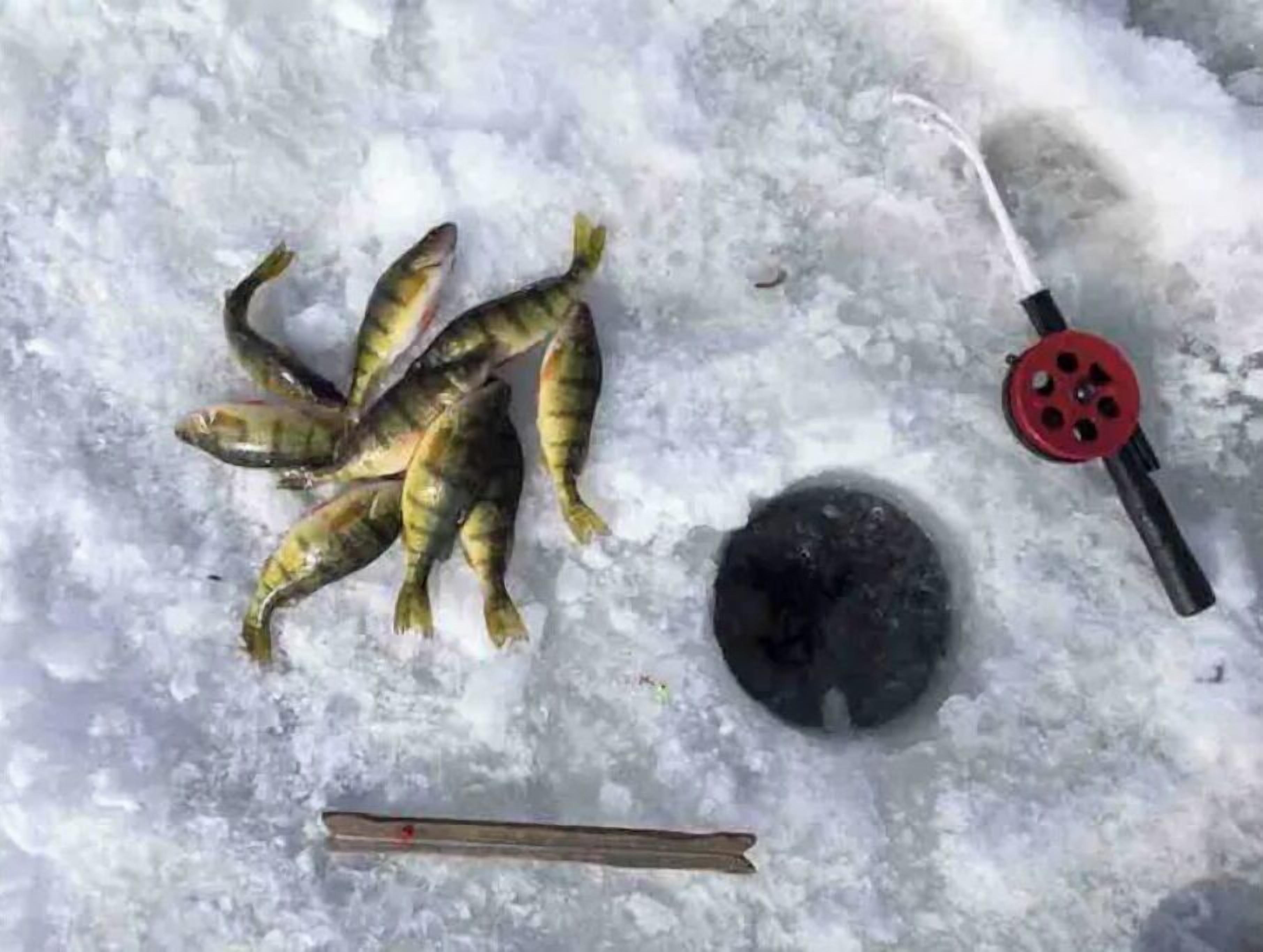 Superficie nevada con varios peces, un objeto negro y un objeto rojo con agujeros.