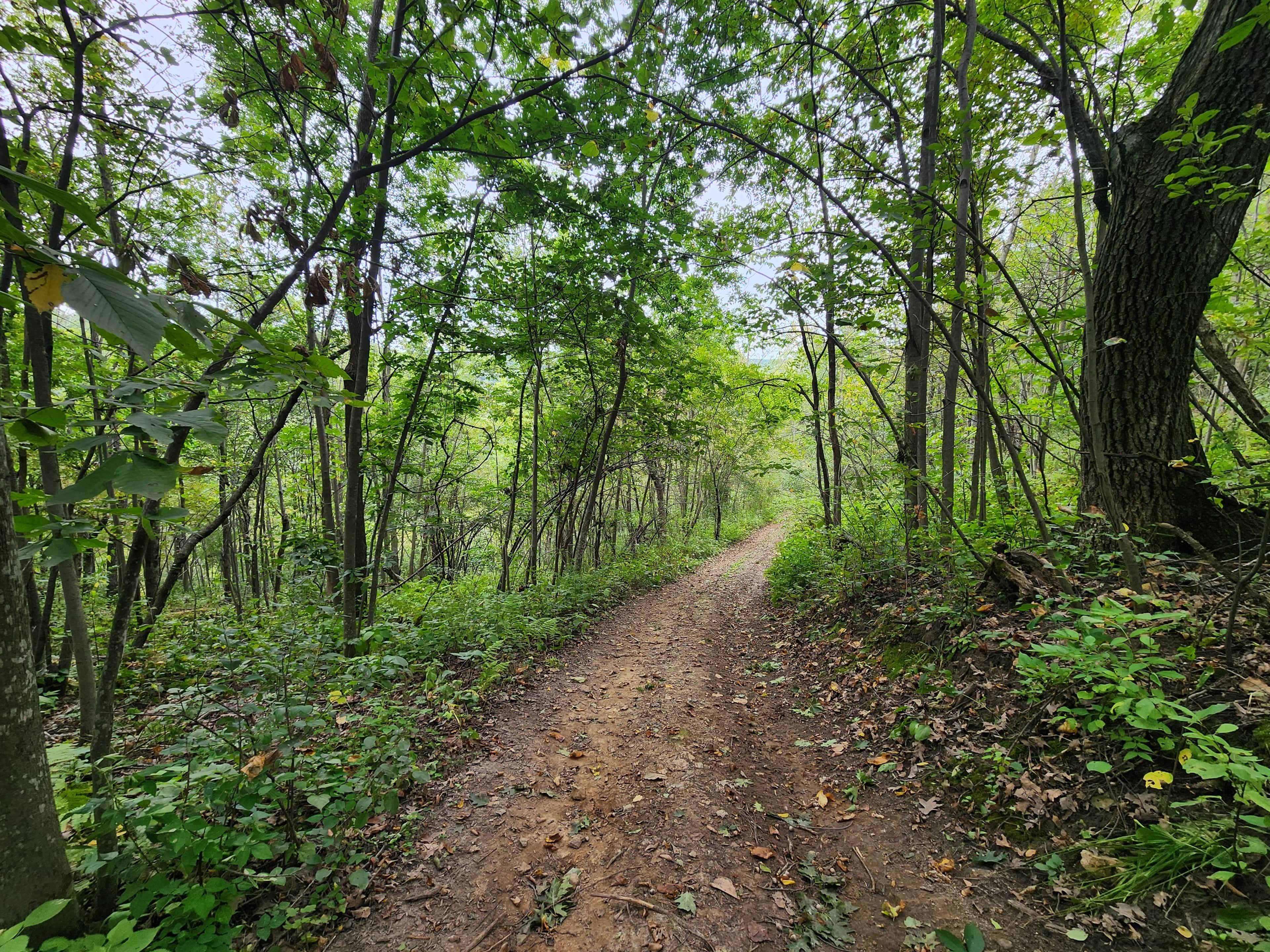A forest path surrounded by trees and foliage.