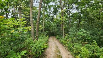 A forest path surrounded by dense greenery and trees.