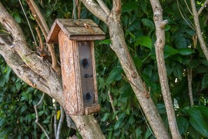 A wooden birdhouse hanging from a tree branch. - Family time, 5 minute walk from main walkway to restaurants and beach! (Vieques)