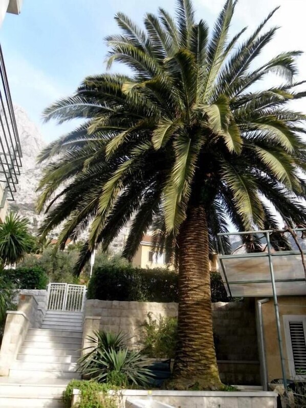 A palm tree in a courtyard with a stone wall, a metal gate, and a staircase leading to a building. - Palma Apartments (Kotor)