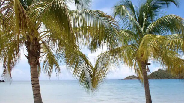 A beach with palm trees and calm water.