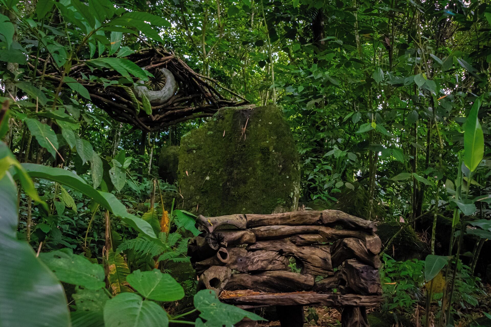 A natural setting with a nest and a stack of logs.