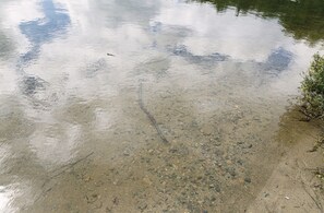 On distingue clairement la rive d’une rivière, avec des rochers et des galets visibles.