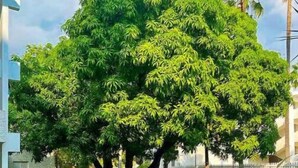 A large tree in a well-maintained garden area with a white building in the background. - Gated 2BR Apartment + Enjoy A/C & Wi-Fi + From 100/Night (Kingston 10)