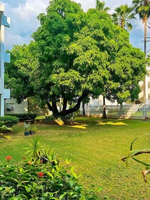 Property grounds - Uptown Kingston, 2BR, Gated, A/C, Wi-Fi, Spacious (Kingston 10)