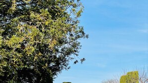 A paved road flanked by neatly trimmed hedges and a white fence. - Family Retreat in the Heart of Wine Country  (Santa Rosa)