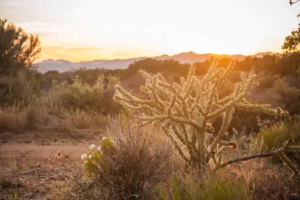A desert landscape with a prominent cactus in the foreground and a mountain range in the background.