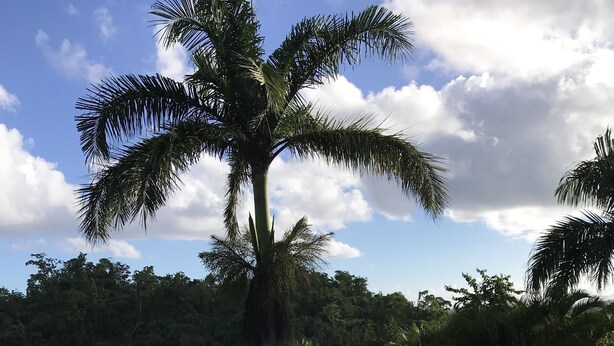 A clear view of an infinity pool with a palm tree in the center, surrounded by lush greenery and a clear sky. - splendid villa with its infinity pool offering you a view of nature (Las Terrenas)