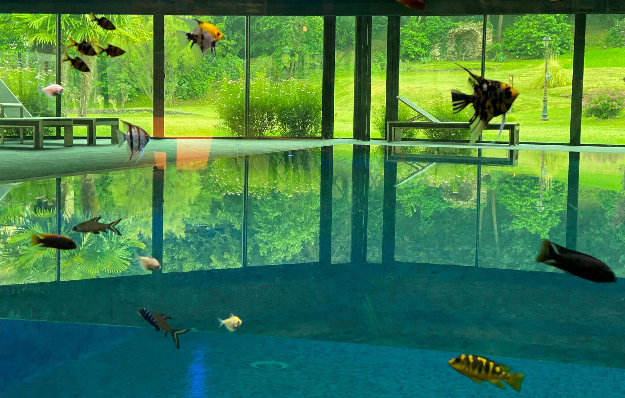 Un aquarium intérieur abritant différentes espèces de poissons, doté d’une zone d’observation en verre et offrant une vue sur un jardin luxuriant à l’extérieur.