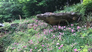 Un jardin où l’on trouve une grande variété de plantes et de fleurs, un gros rocher et une structure en bois.