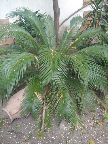 Villa Sofia and Sveva 1