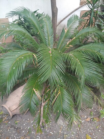 Villa Sofia and Sveva 1