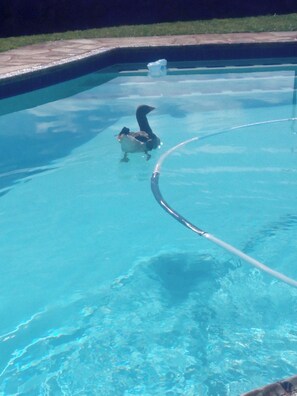 House, 2 Bedrooms, Garden View | Pool | Outdoor pool - Crest Farm - Self-catering 2-bedroom, Wi-fi, Views, Swiming Pool (Waterfall)