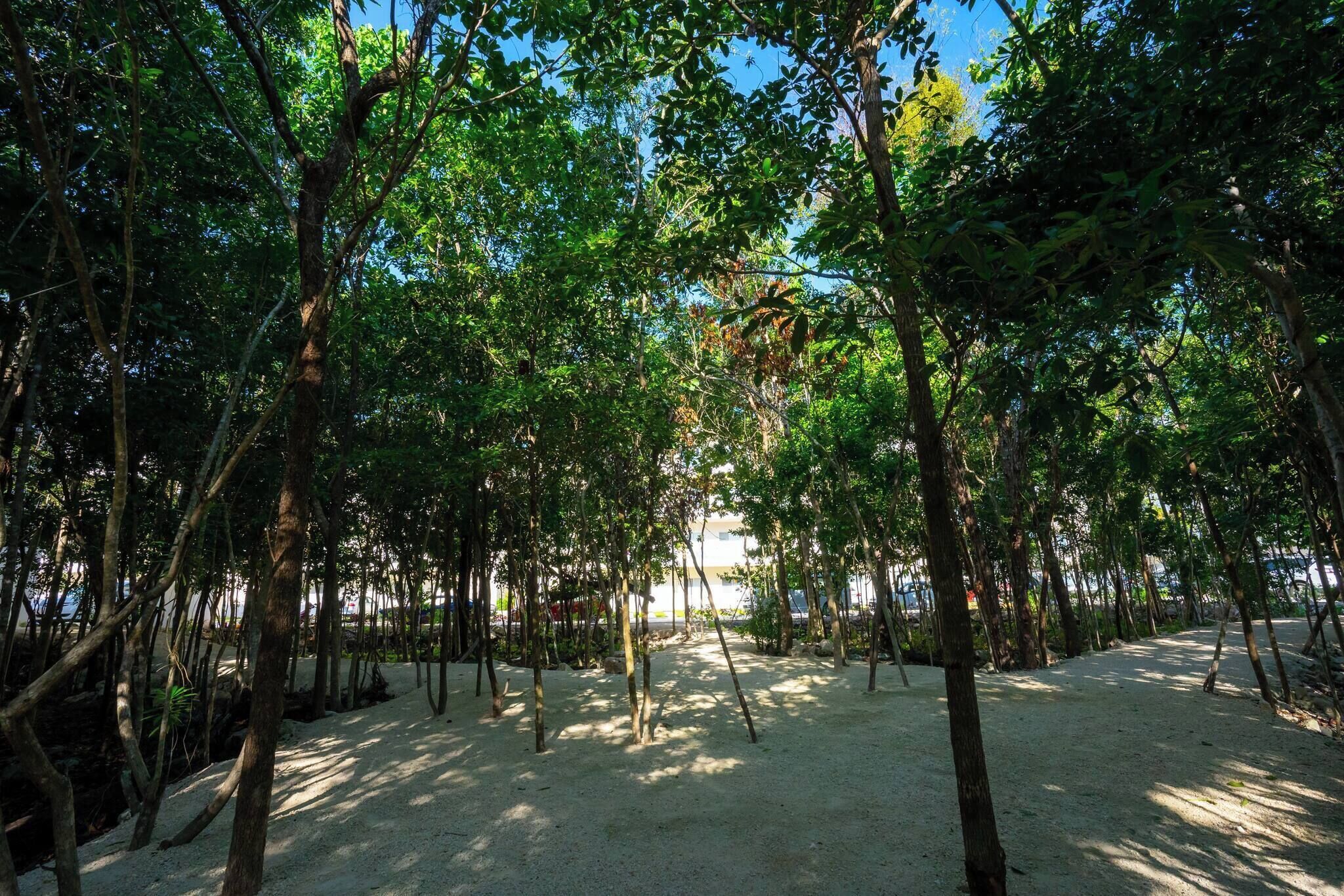 A pathway lined with trees and a sandy area, leading towards a body of water.