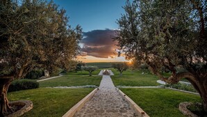 A pathway leading through an olive grove with a stone bench in the center. - Principi di Butera 14 (Butera)