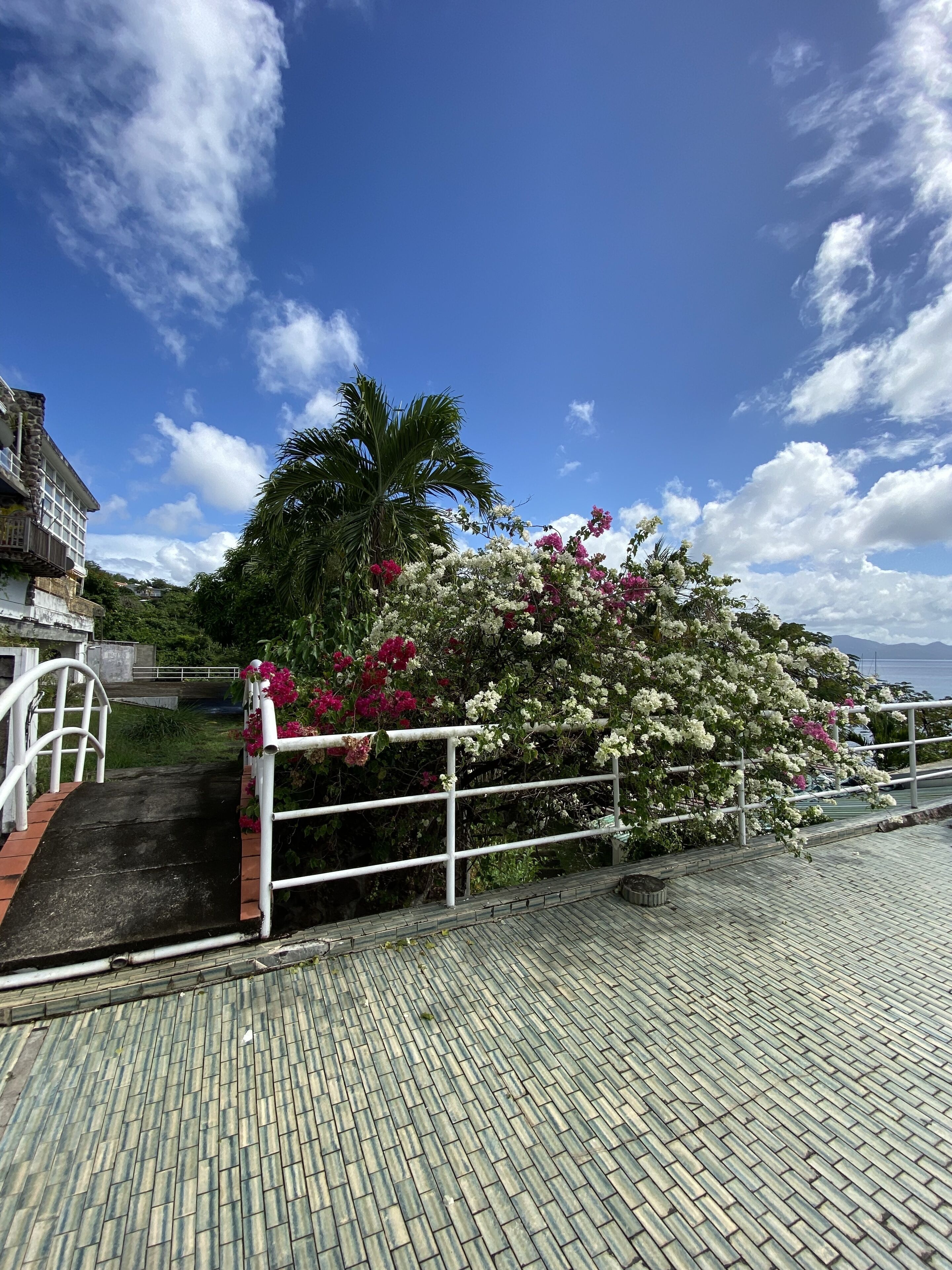 A paved walkway with a white railing, a palm tree, and flowering bushes.