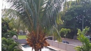 A landscaped area with a palm tree, a water feature, and a paved walkway. - La Marquise Apartment with pool (Flic en Flac)
