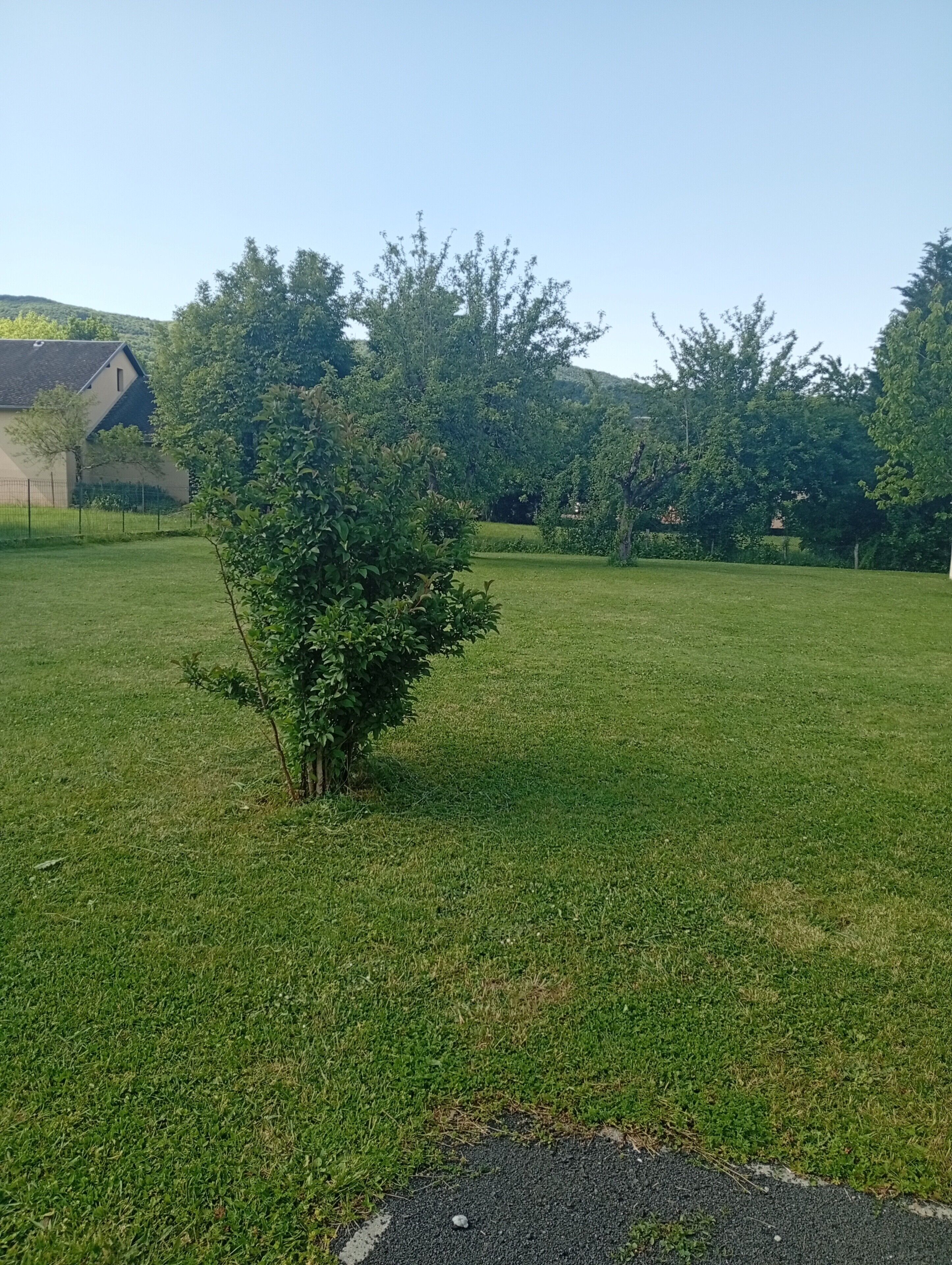 Eine Wiese mit einem kleinen Baum und einem Gebäude im Hintergrund.