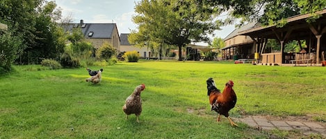 Terrein van de accommodatie