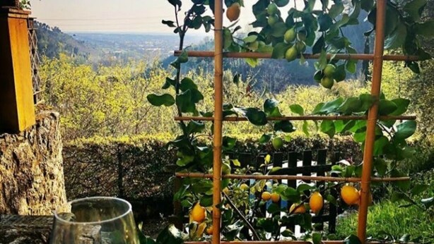 A wine glass on a table with a trellis holding lemons, set against a scenic backdrop.