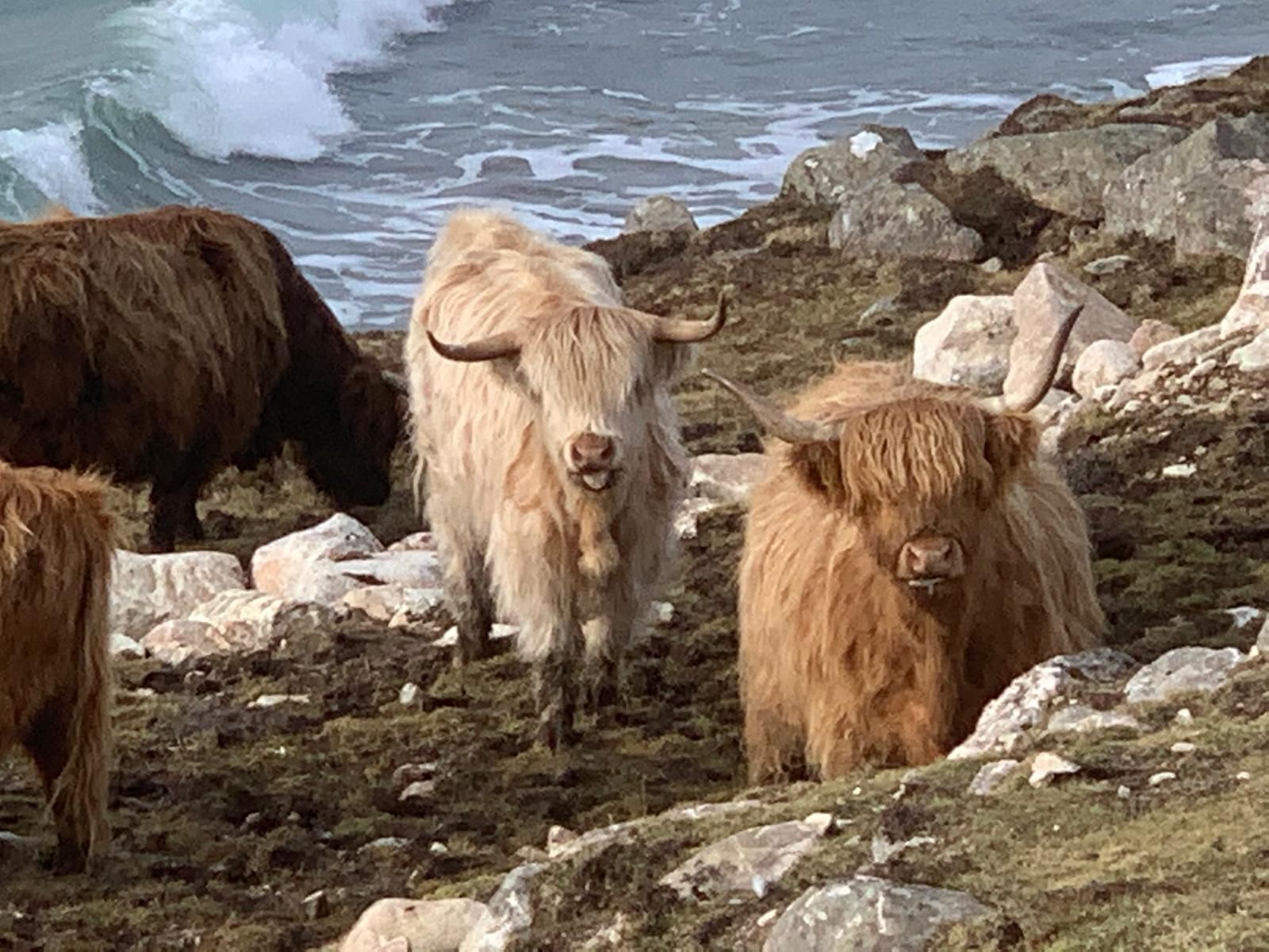 Un paisaje costero rocoso con ganado highland.