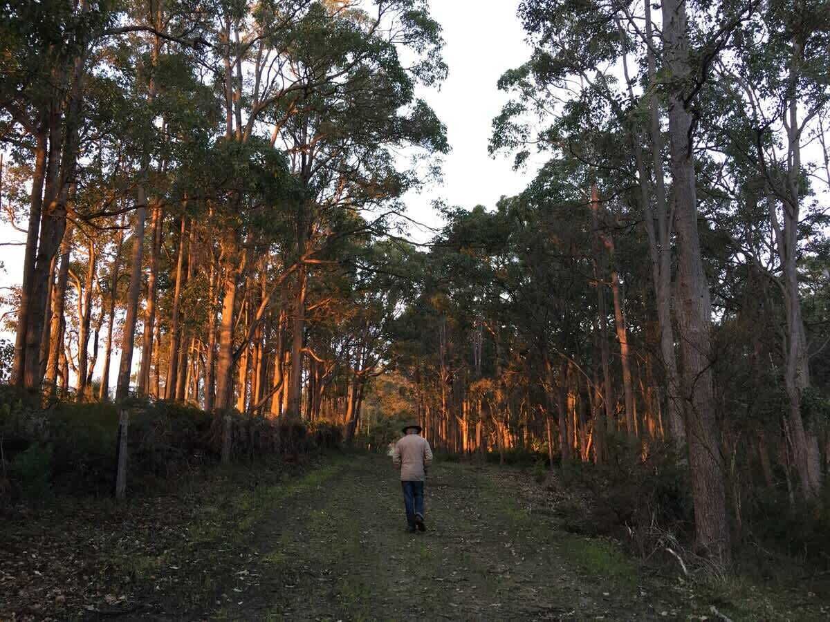 Un sentier forestier bordé de grands arbres, et une personne qui s’éloigne de la caméra.