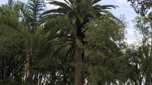 A paved walkway with red borders, surrounded by various trees including palm trees. - Escape to Nature and relax in this marvelous Hacienda Home (EL Marques)