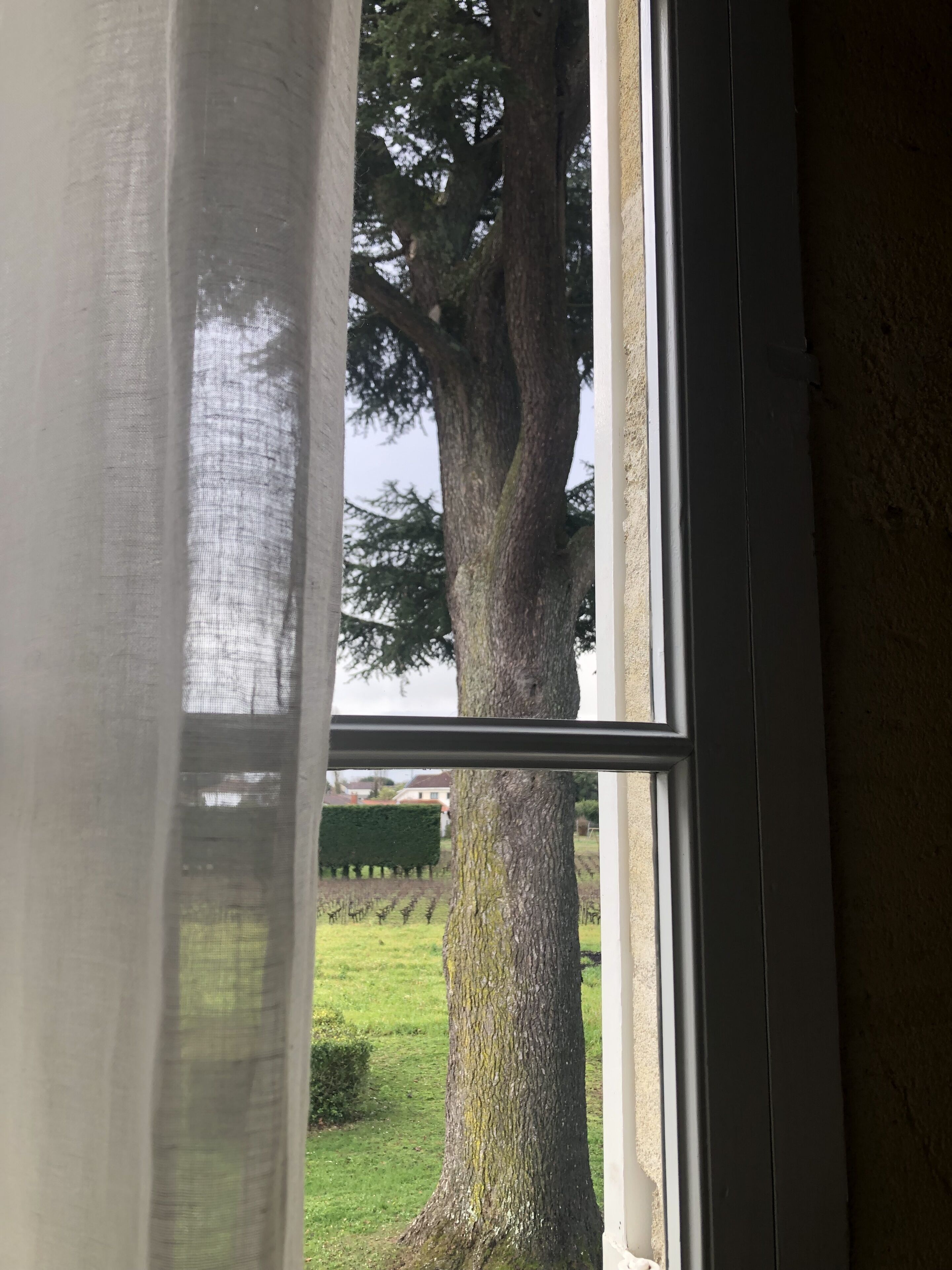 A window with a view of a large tree and a grassy area.