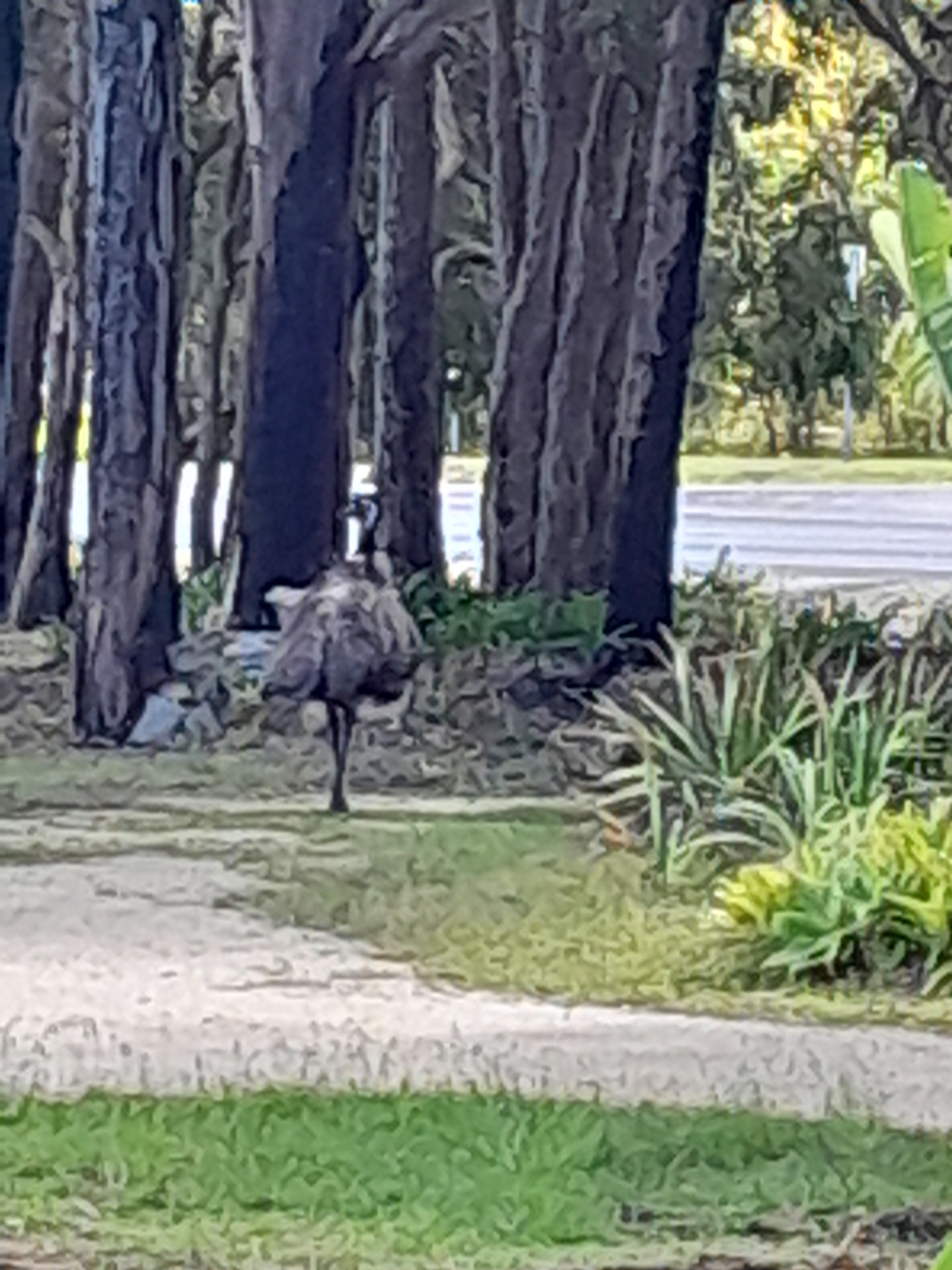 Un oiseau se trouve sur une zone herbeuse, avec des arbres en arrière-plan.