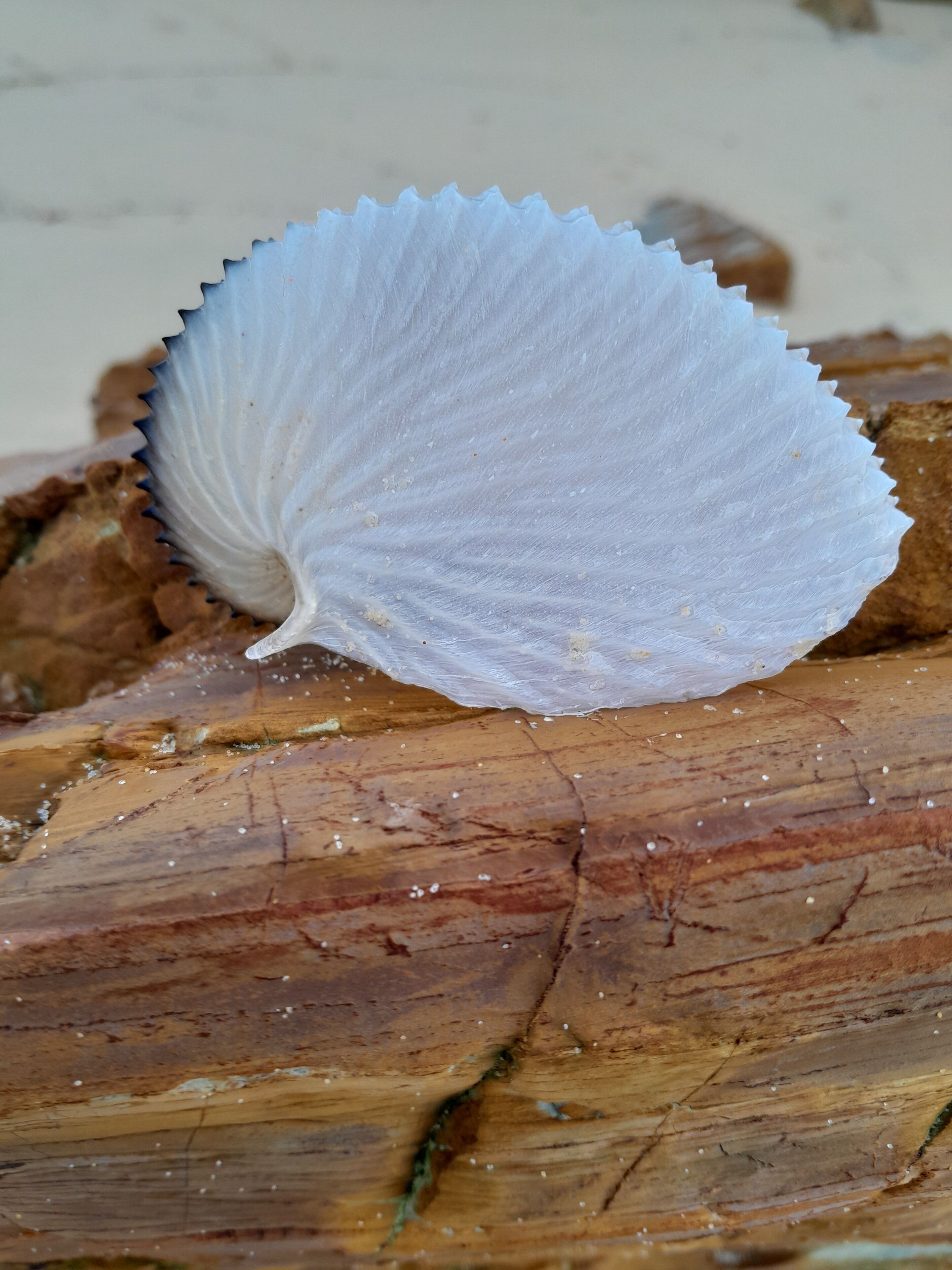 A white shell on a wooden surface.
