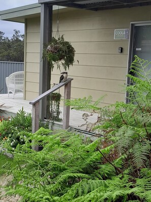 Exterior detail - Delightful studio located in a koala corridor (Mallacoota)