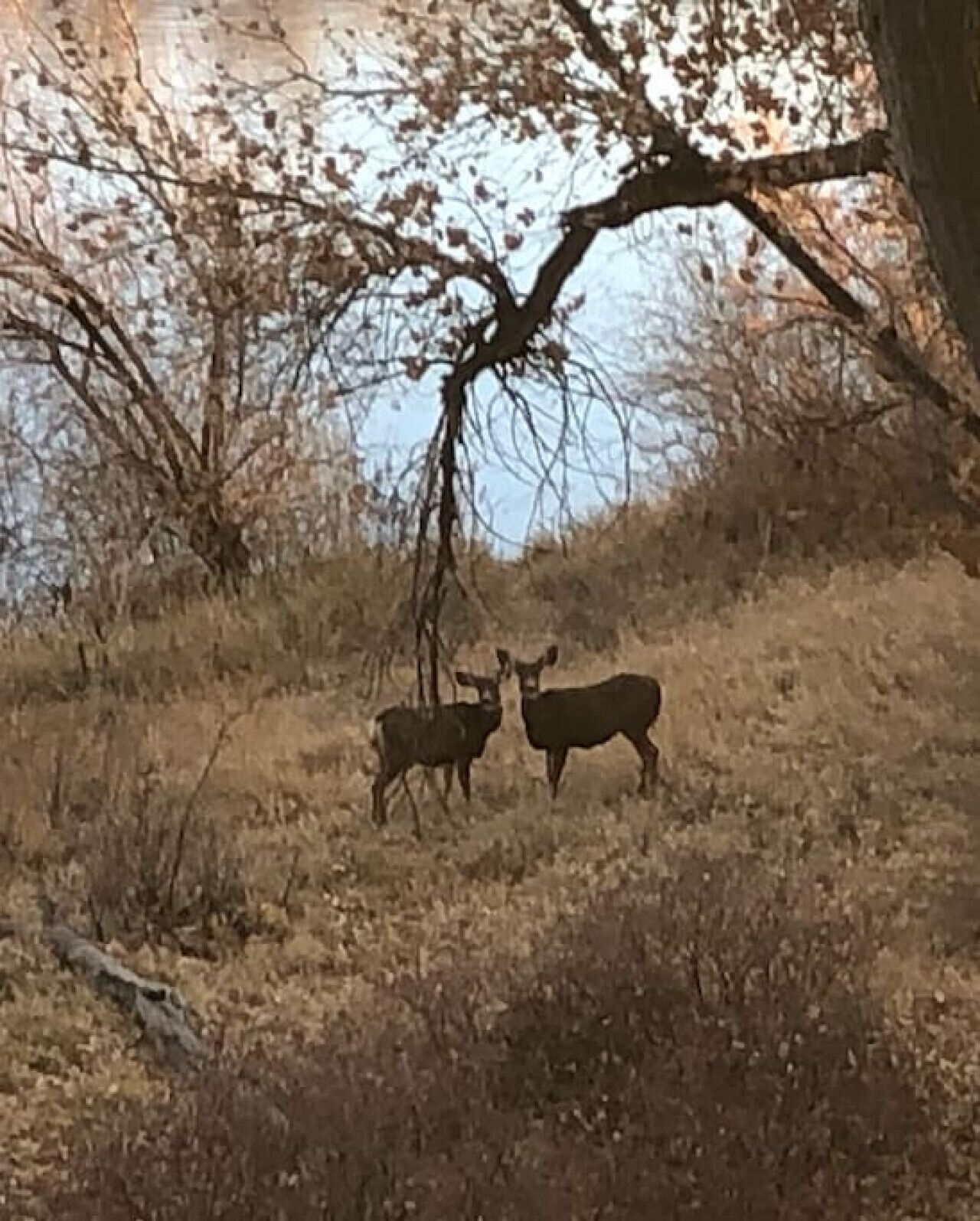 Two deer in a natural setting with trees and dry grass.