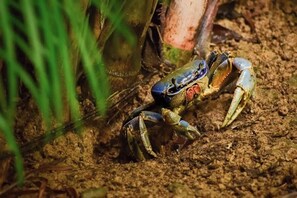 A crab on the ground.
