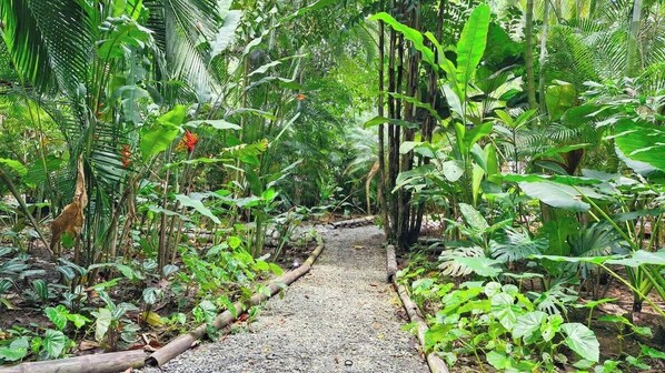 A pathway surrounded by lush tropical vegetation.