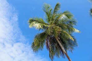 A single palm tree against a clear blue sky.