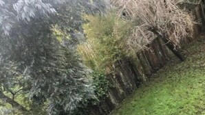 Een tuin met diverse bomen en struiken, een stenen muur en een gazon.