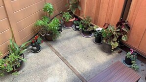 Un pequeño espacio al aire libre con piso de concreto y valla de madera. Varias plantas en macetas están dispuestas a lo largo de la valla, y un banco de madera pequeño al frente.