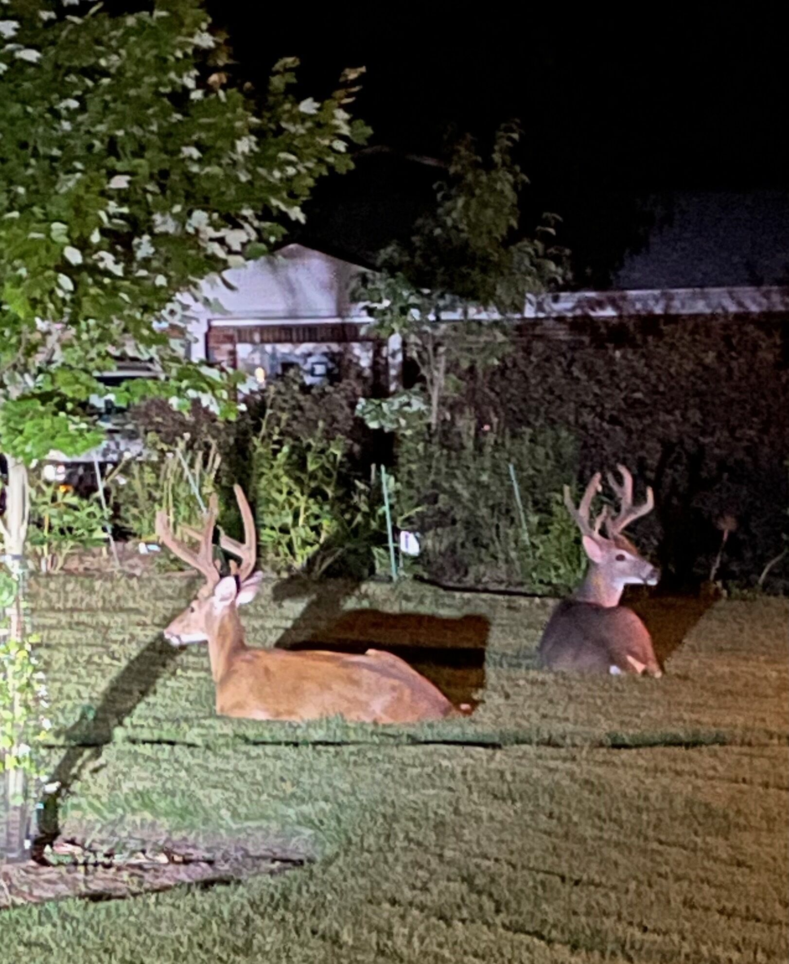 Two deer statues in a garden at night.