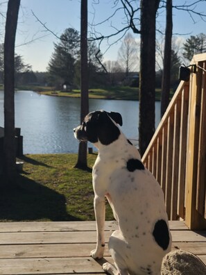 Um cão sentado em um deck de madeira com vista para um lago e árvores ao fundo.